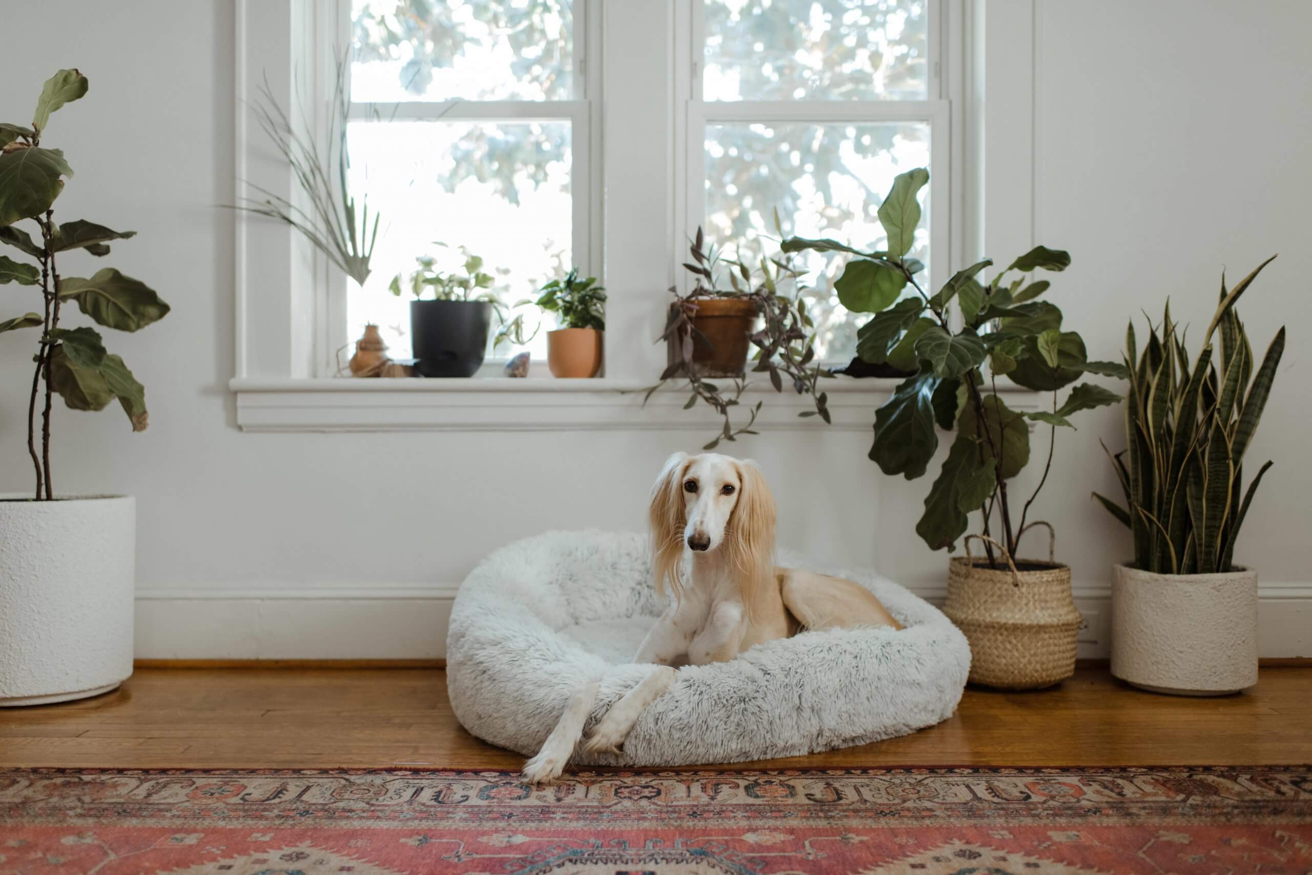 pets and indoor air quality
